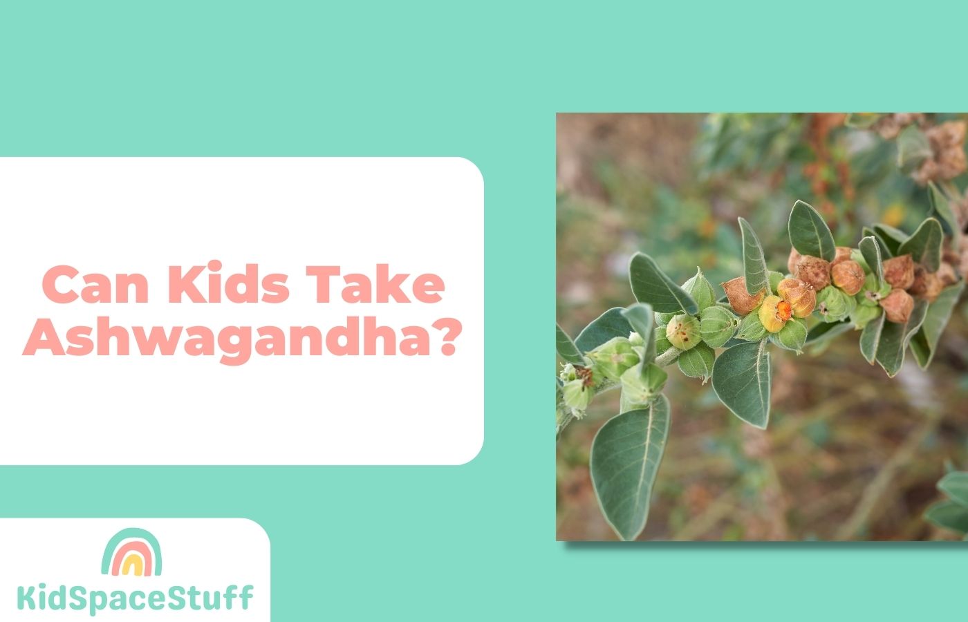 Can Kids Take Ashwagandha? (Quick Answer!)